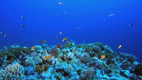 Underwater Scene Coral Reef