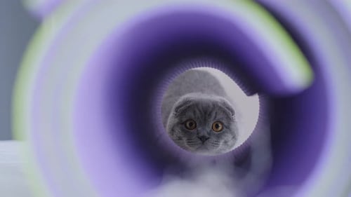 Gato cinzento escocês está brincando de esconde-esconde no labirinto