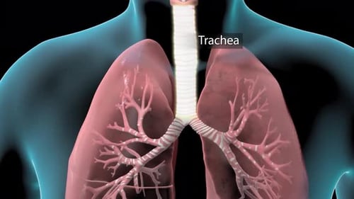 3D Animation of Respiratory System Airway Anatomy