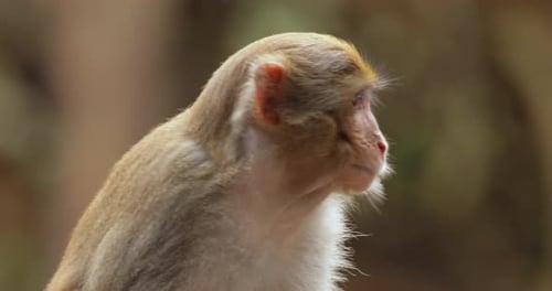 Makaken in der Natur. Makaken sind eine Gattung (Macaca) geselliger Affen. Makaken werden gefunden