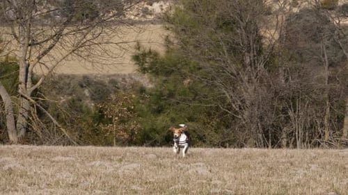 Dog Runs Through Rural Grassy Field on Sunny Day