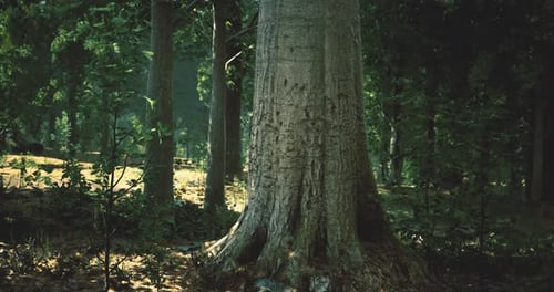 Tall Tree Stands Proudly in a Sunlit Forest During a Serene Afternoon