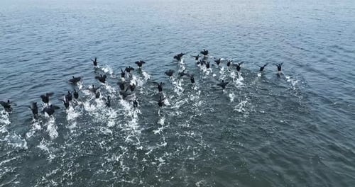 Birds Flying Away From the Water Together