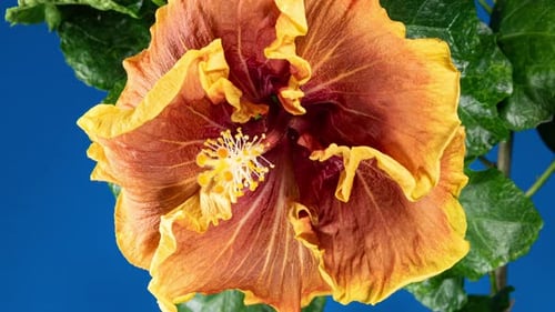 Orange Hibiscus Open Big Flower in Time Lapse. Blooming Red Yellow Plant on a Blue Background