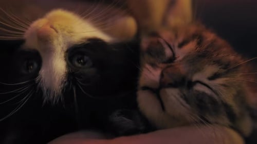 The kitten sleeps and plays on the lap; at night.