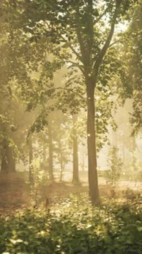A Forest Filled with Lots of Trees and Grass