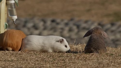 Guinea Pigs and Rabbit Playing Outside.