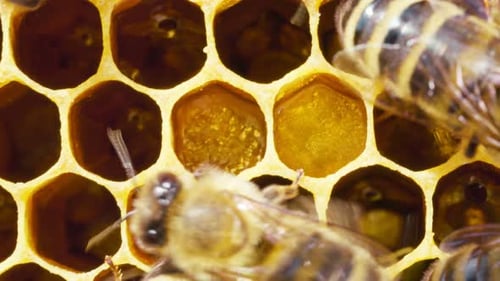 Extreme Closeup Macro of Honeycombs with Bees Producing Honey Agriculture Beekeeping Hardworking