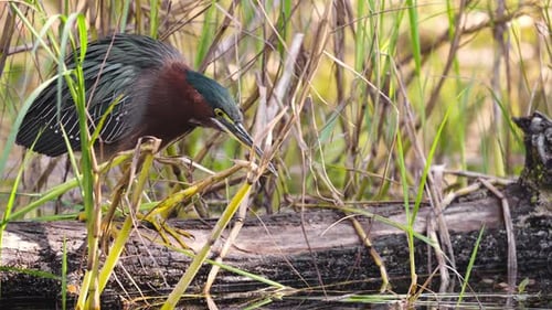 Green Heron Looking for Food 2