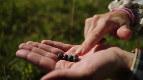 Hands Sorting Freshly Picked Wild Blueberries
