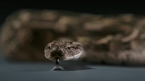 cottonmouth snake flicking tongue and looking around low angle - studio