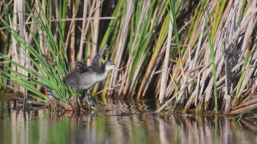 Young coot (Fulica atra) waves its little wings