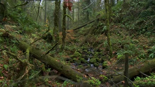 Forest in Oregon National Park Mountain Waterfall