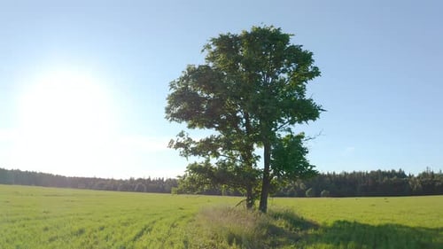 Flight near the lonely tree in a green summer field during sunset