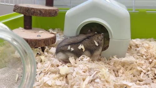 Hamsters Foraging in Indoor Enclosure