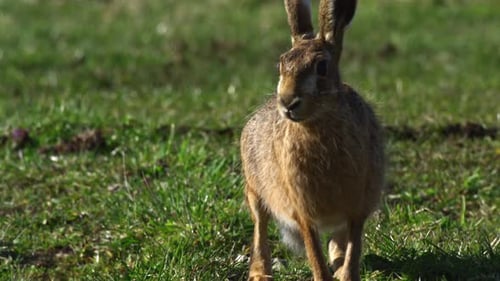 Brown Hare Standing in a Grassy Field