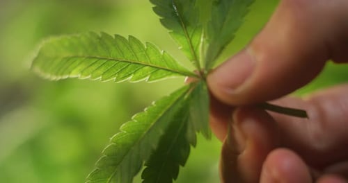 Zeitlupen-Nahaufnahme eines Agronoms, das ein Blatt der verwendeten biologischen und ökologischen Hanfpflanzen in der Hand hält