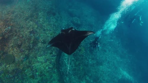 Graceful Manta Ray Swimming Near Scuba Divers