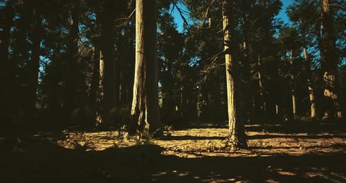La lumière du soleil filtre à travers les grands arbres dans un cadre forestier serein