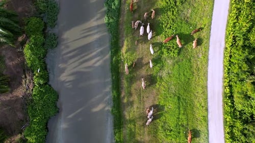 Luftaufnahme einer Gruppe von Kühen, die Gras grasen