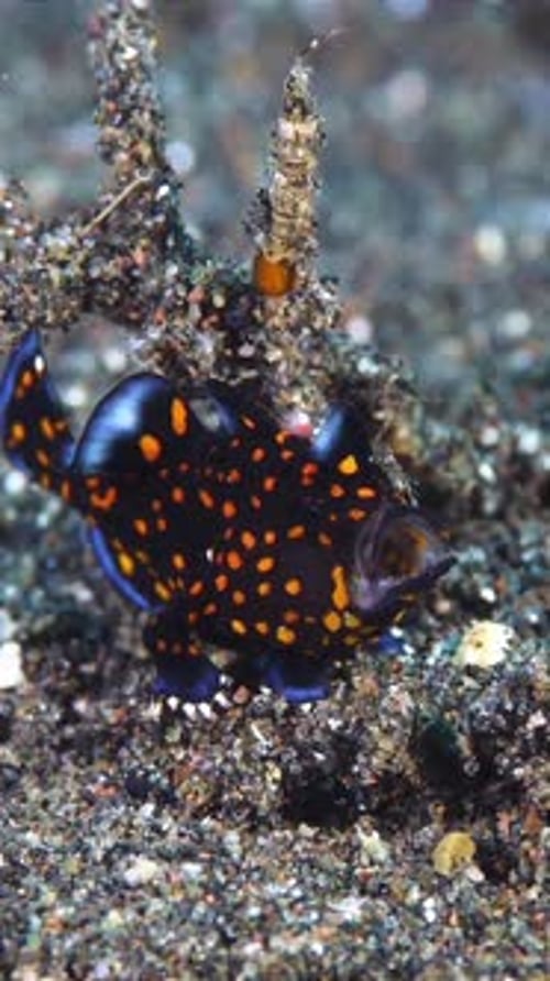 Colorful Nudibranch Sea Slug Underwater Close Up