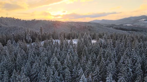 Aerial Winter Landscape with Spruse Trees of Snow Covered Forest in Cold Mountains in the Evening