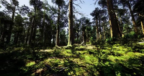 Majestic Forest Landscape with Sunlight Filtering Through Tall Trees