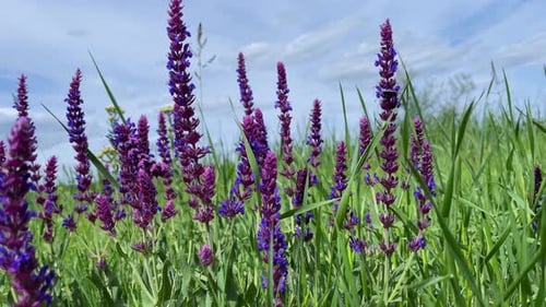 Vibrant Wildflower Meadow with Purple and Red Blooms at Sunset