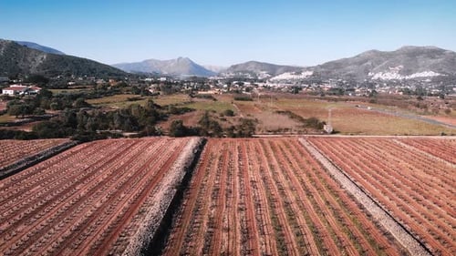 Drohnen-Luftaufnahme von Weinbaumreihen mit braunen Stämmen im Winter in Spanien