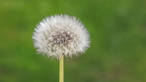 Dandelion Blowball Flower Blooming in Green Nature Background Time Lapse