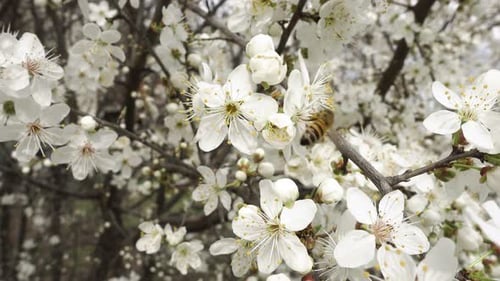 Plum Tree White Flowers on a Branch Against Blurred Spring Trees. Plum Blossoms