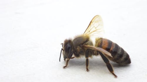 Nahaufnahme einer isolierten europäischen Biene mit Flügeln, Antennen und Beinen, Ultra-Makro-Video