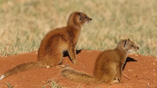 Alerta a las mangostas amarillas en su guarida