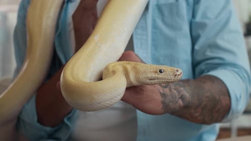 Pitón albino retorciéndose en las manos de un hombre tatuado irreconocible