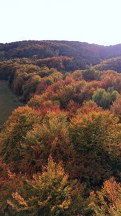 Aerial View of Colorful Autumn Forest with Orange and Green Trees
