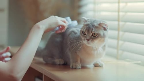 Woman Brushing a Gray Cat on Windowsill