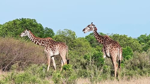 Girafes africaines paissant