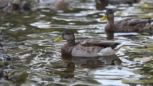 Mallard Ducks Swimming Peacefully on Pond