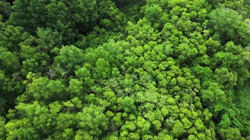 Aerial View of Tropical Rainforest Treetops