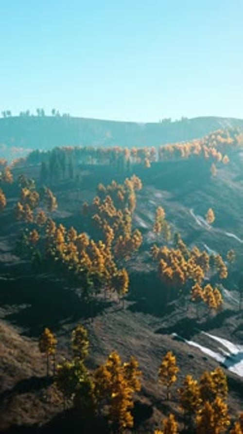 Beautiful Landscape of a Golden Yellow and Green Forest