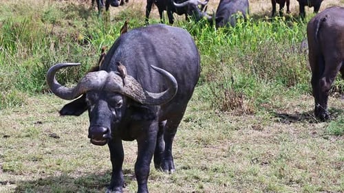 Búfalos africanos salvajes en su entorno natural