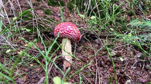 Poisonous Red Amanita Mushroom on an Old Path in a Deep Forest