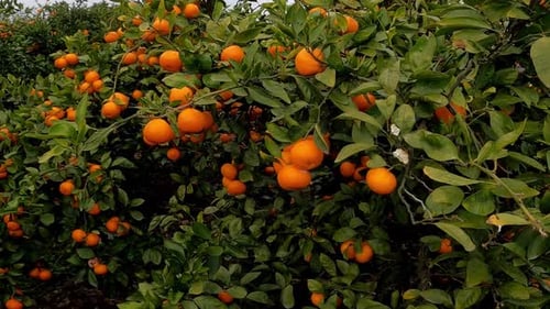 Vibrant Tangerine Trees Laden with Ripe Fruit