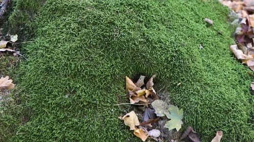 Tagsüber wunderschöner Wald. Schöne braune, graue Bäume, die mit dichtem Moos bedeckt sind.