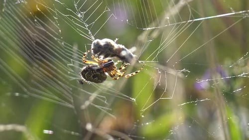 Close up shot of wild spider Catching bee in net and turning web around prey