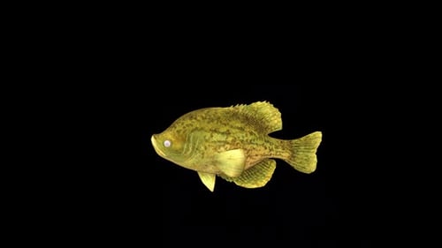 Crappies Fish Swim 3