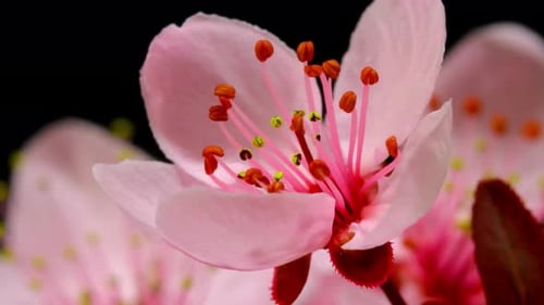 Épanouissement des fleurs, floraison des fleurs