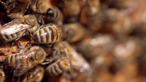 Striped bees on honeycomb. Swarm of busy honey insects working on a frame.
