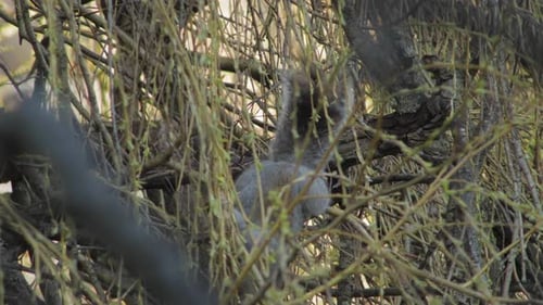 Grey Squirrel Sitting In A Tree Eating Little Leaves From Branch UK Hertfordshire Borehamwood