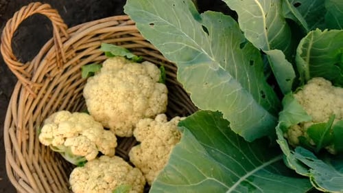 Blumenkohl, der im Garten wächst, selektiver Fokus